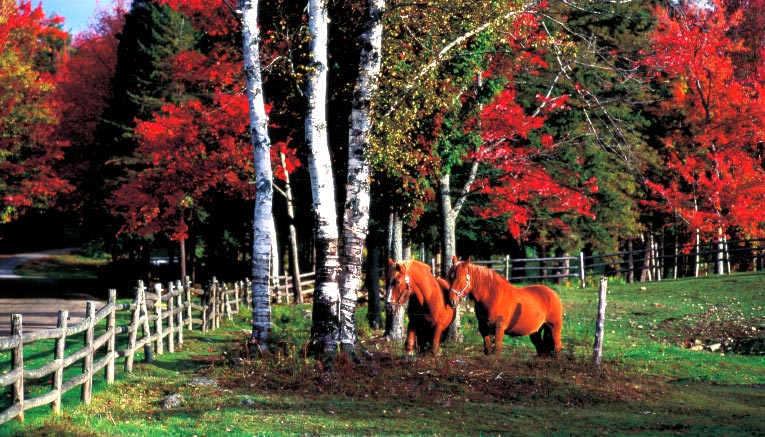 Bvsi-vermont-biking-7